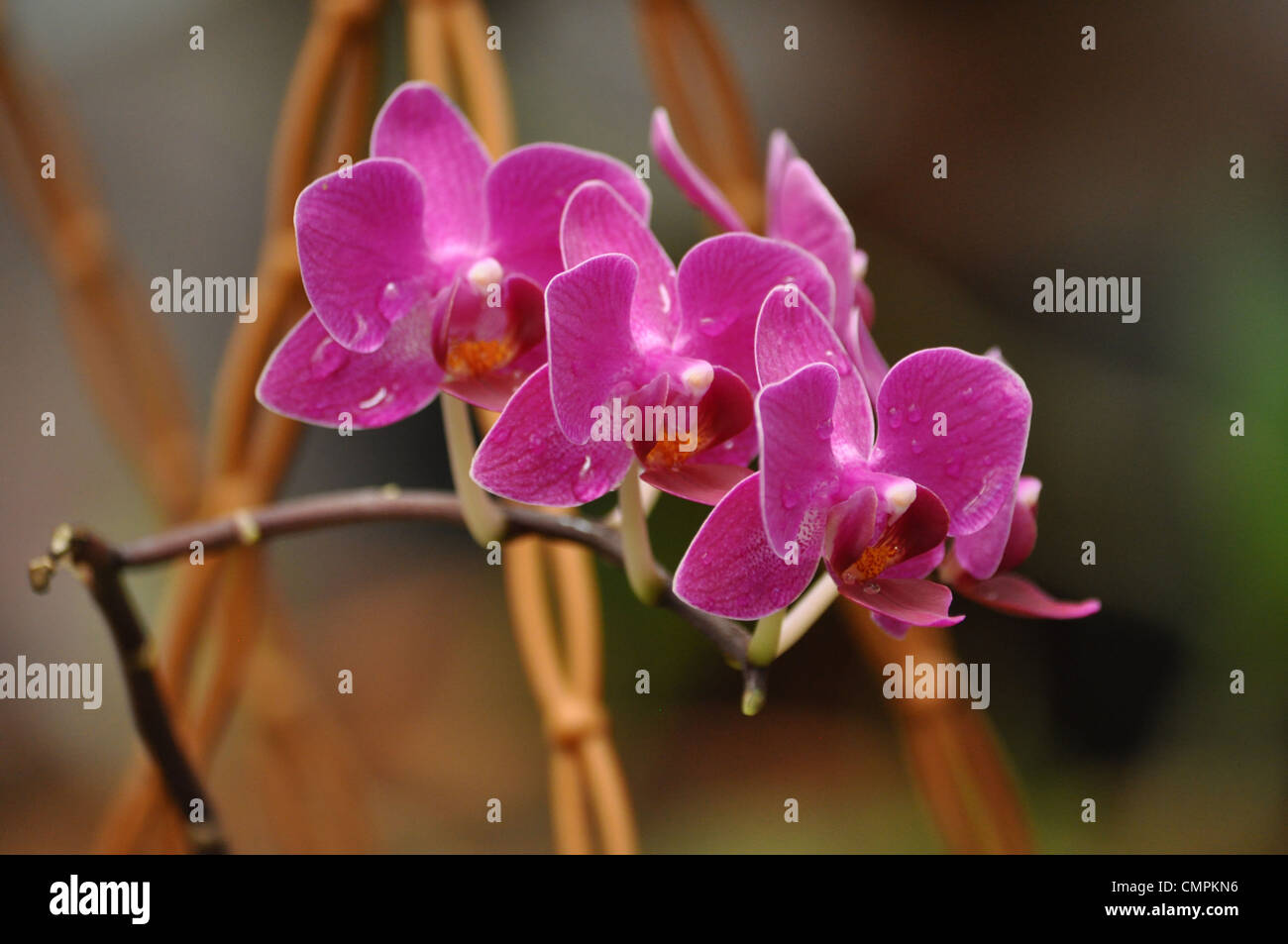 Orchids wild flowers hi-res stock photography and images - Alamy
