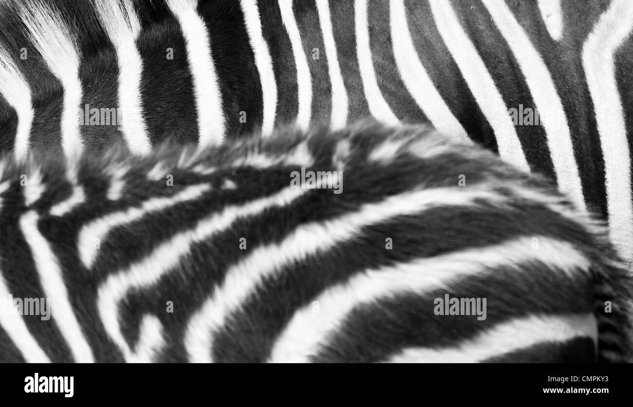 Black and white zebra texture Stock Photo - Alamy