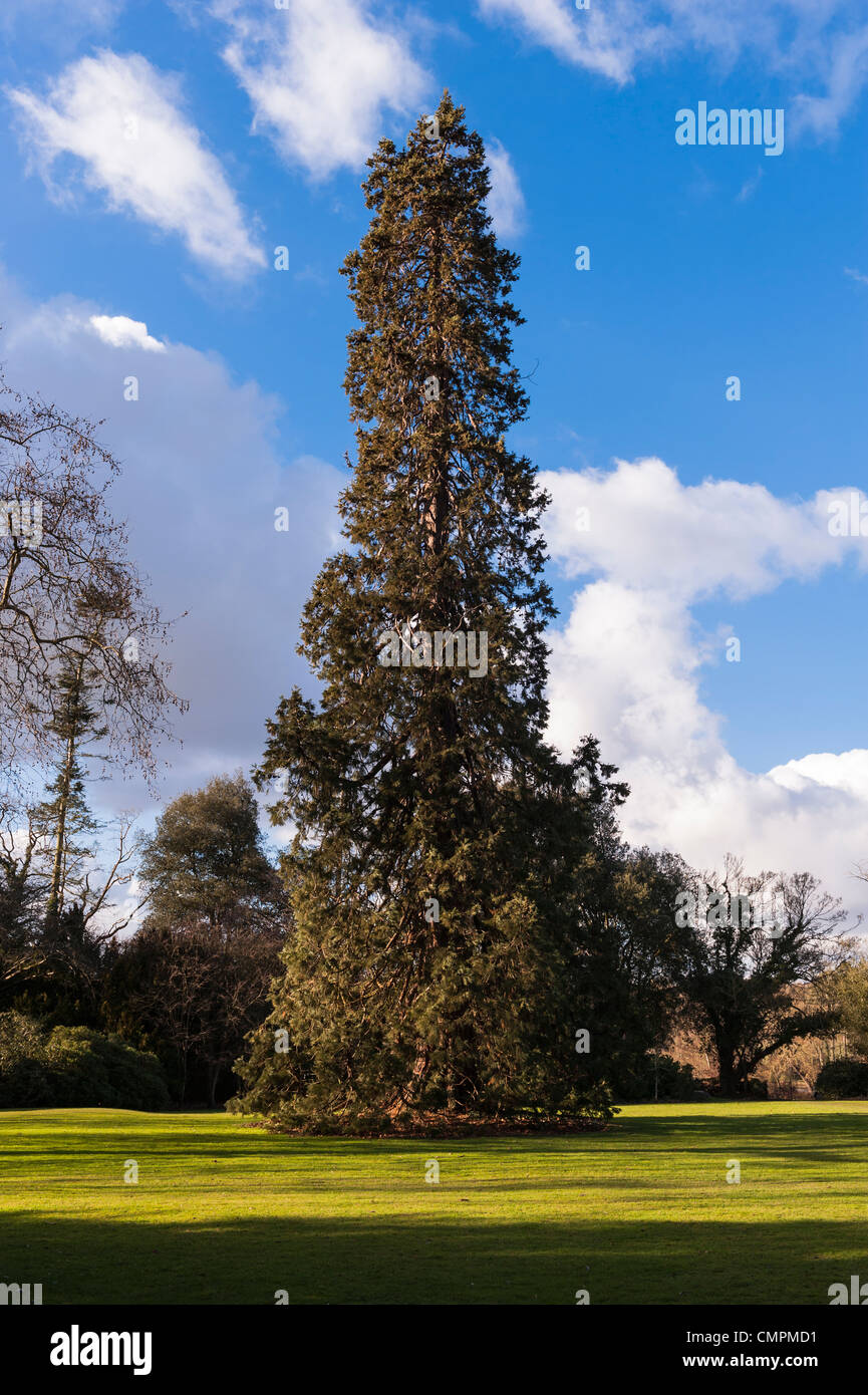 A Wellingtonia ( Sequoiadendron giganteum ) tree in the Uk Stock Photo