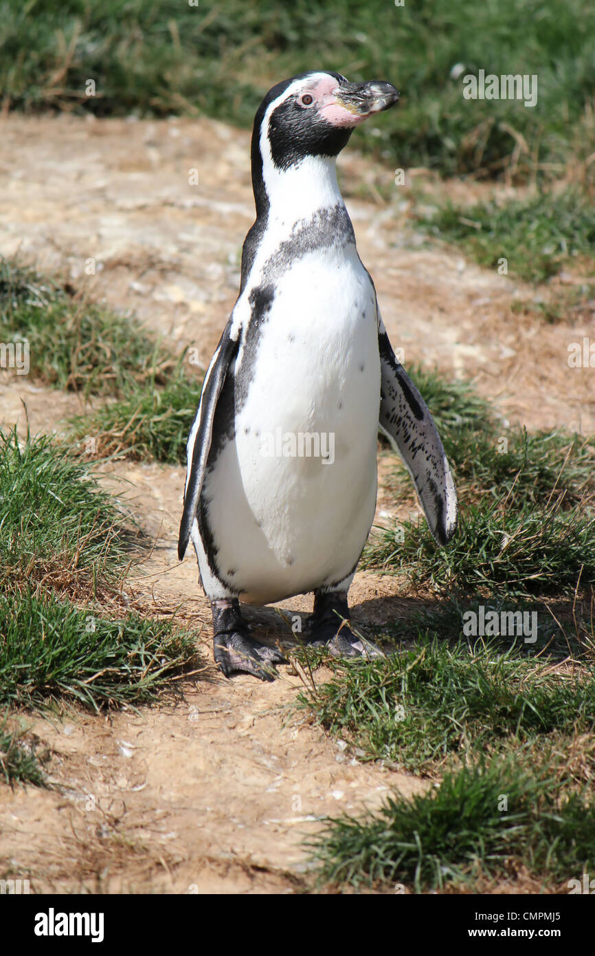 Black and white spheniscus humboldti penguin standing on its feet on the grassy ground Stock Photo