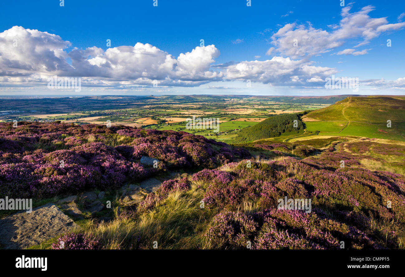 The Cleveland Way, flanked by heather, on Busby Moor, North Yorkshire Moors, Yorkshire, England, United Kingdom, Europe Stock Photo