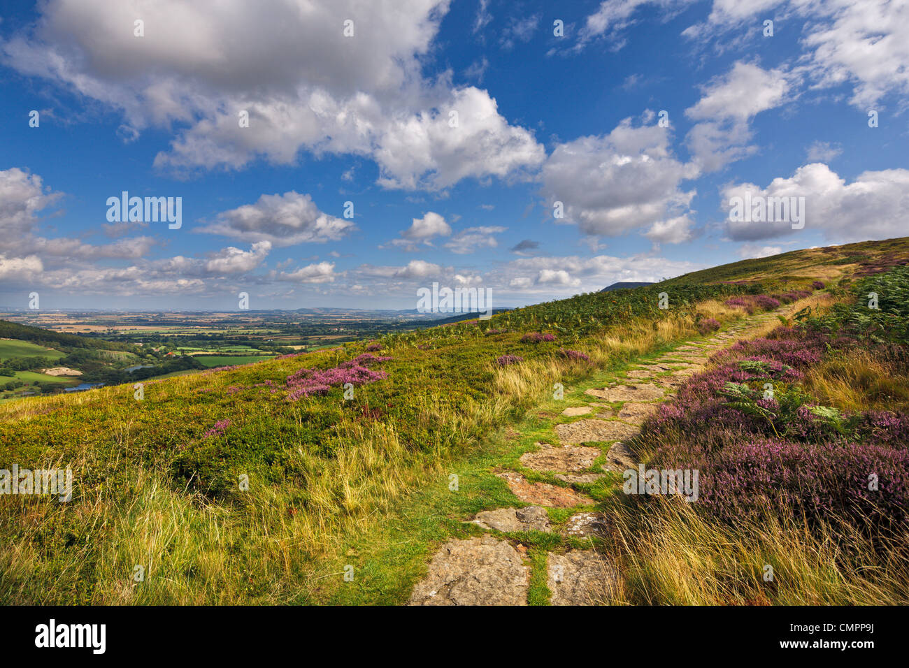 The Cleveland Way, flanked by heather in summertime, North Yorkshire Moors, Yorkshire, England, United Kingdom, Europe Stock Photo
