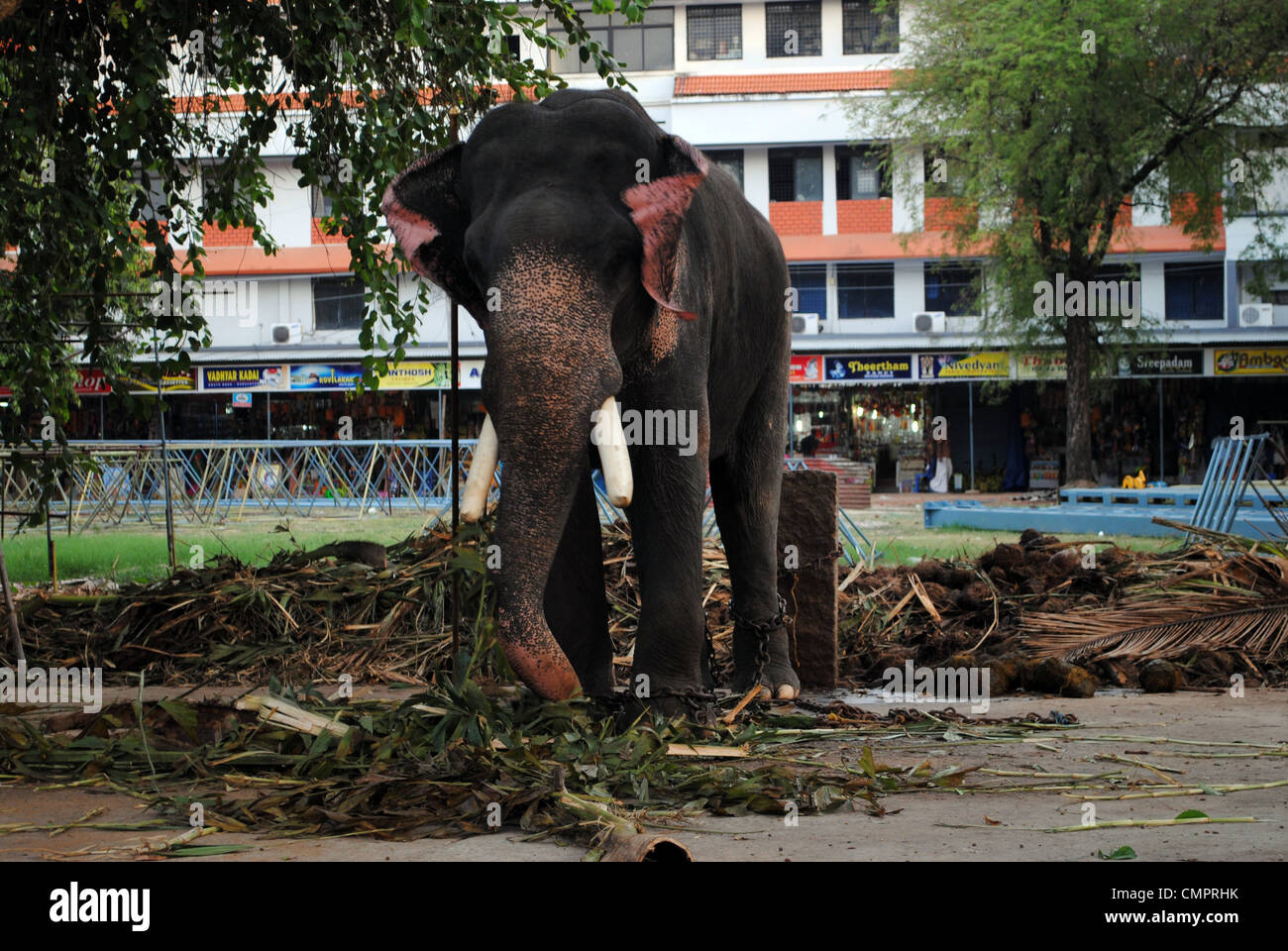 A domesticated asian elephant used for temple ceremonies in Guruvayoor kerala Stock Photo