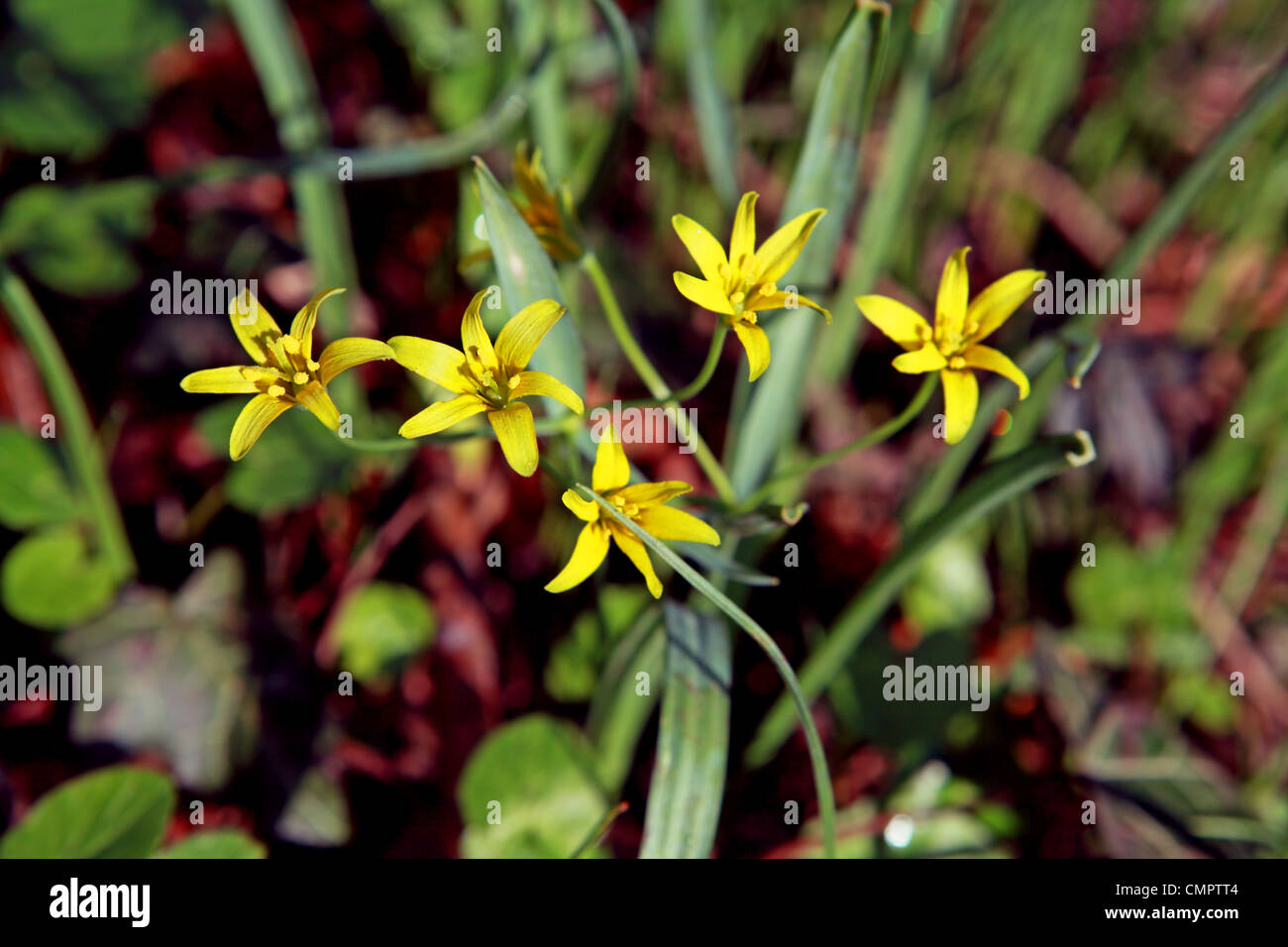 yellow spring flowers - Gagea lutela L. outdoors Stock Photo