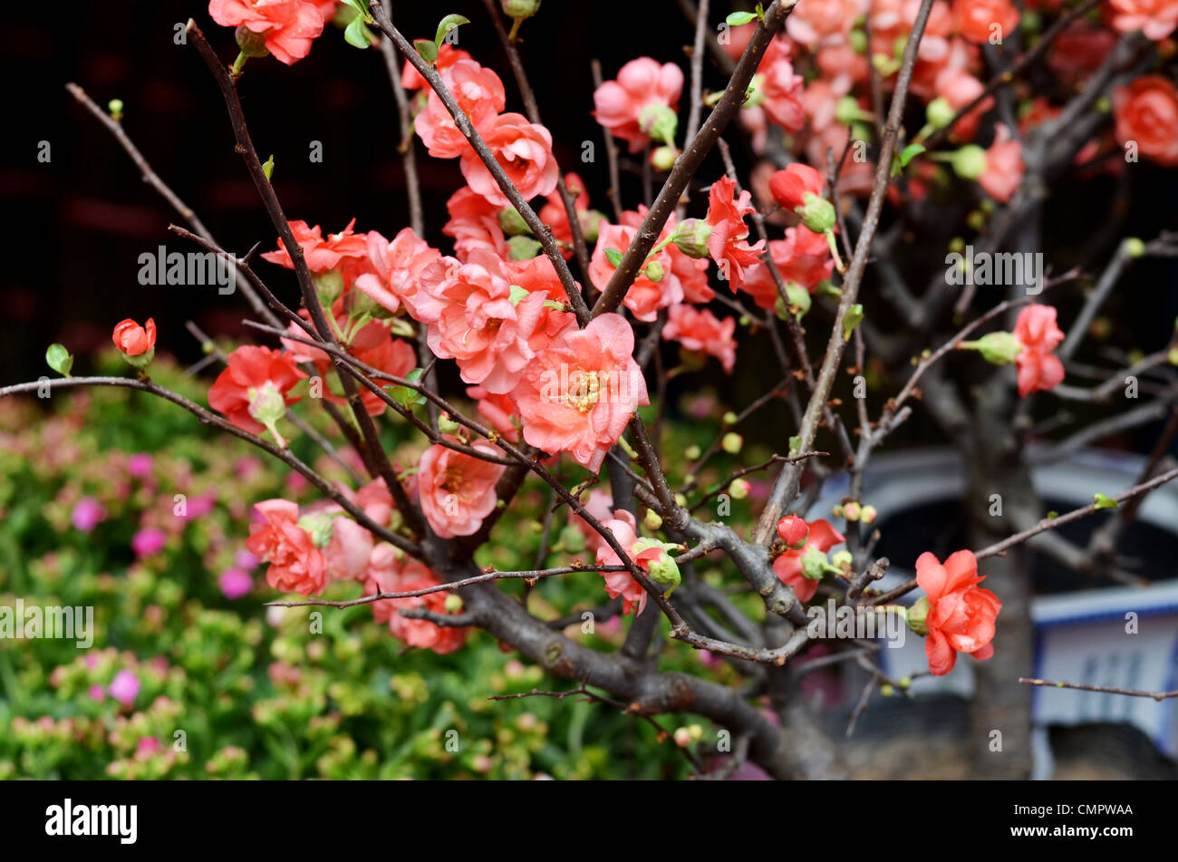 peach flower , decoration flower for chinese new year Stock Photo