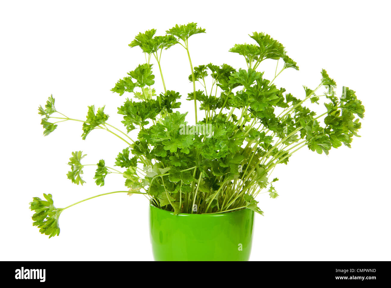 Parsley pot isolated hires stock photography and images Alamy