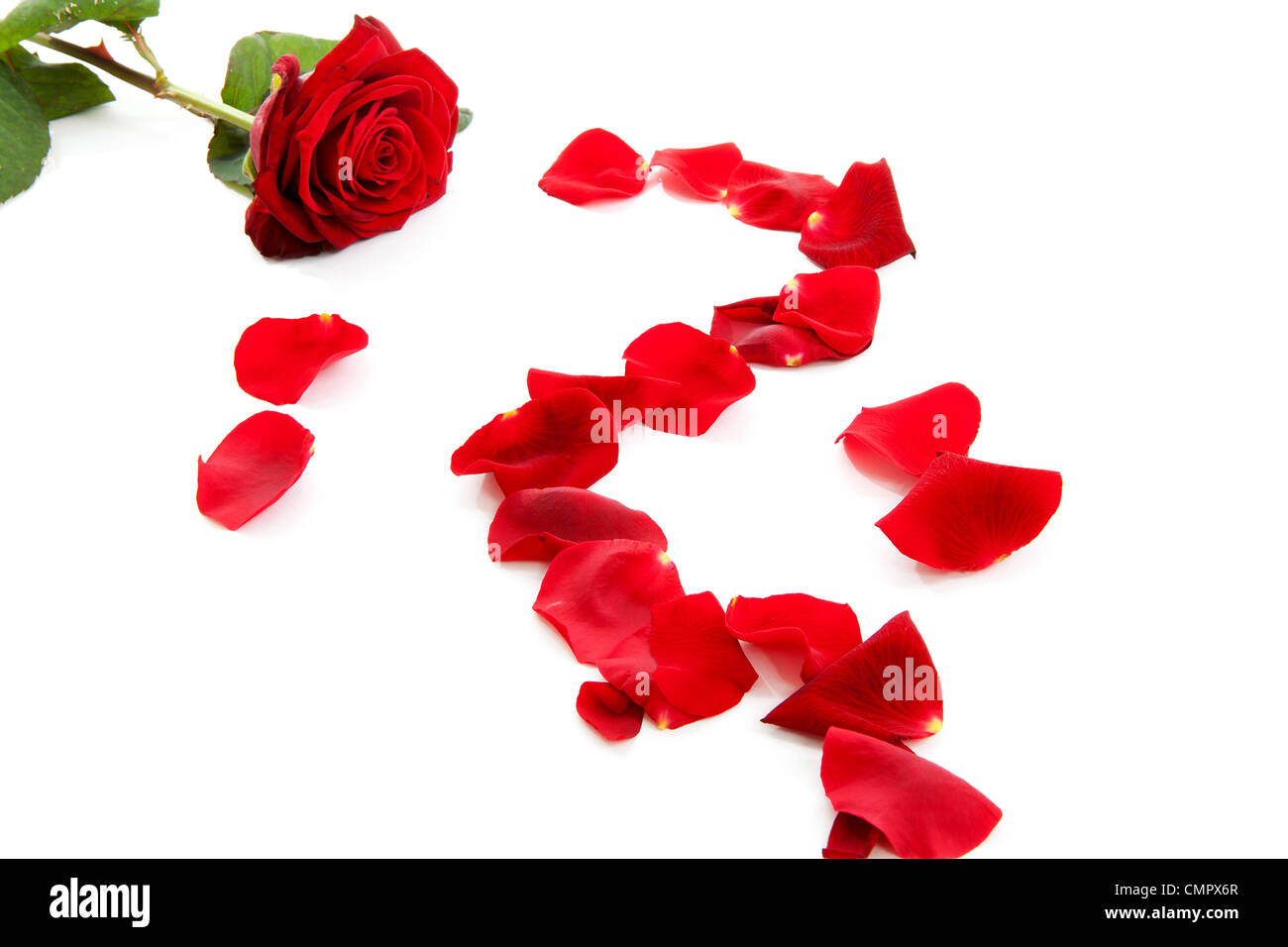 Red rose with fallen leaves over white background Stock Photo Alamy