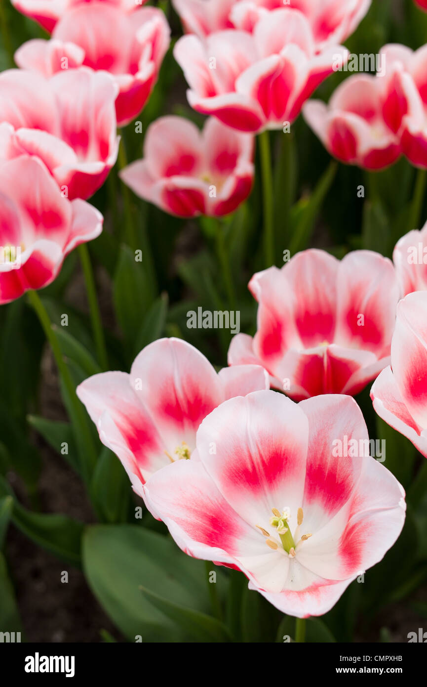 Flowers At The Famous Dutch Tourist Attraction Keukenhof Netherlands