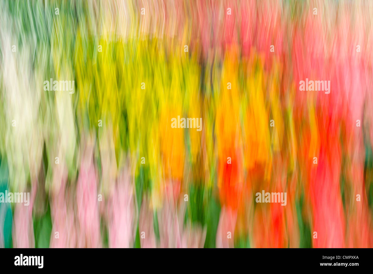 Abstract of flowers at the famous Dutch tourist attraction - Keukenhof