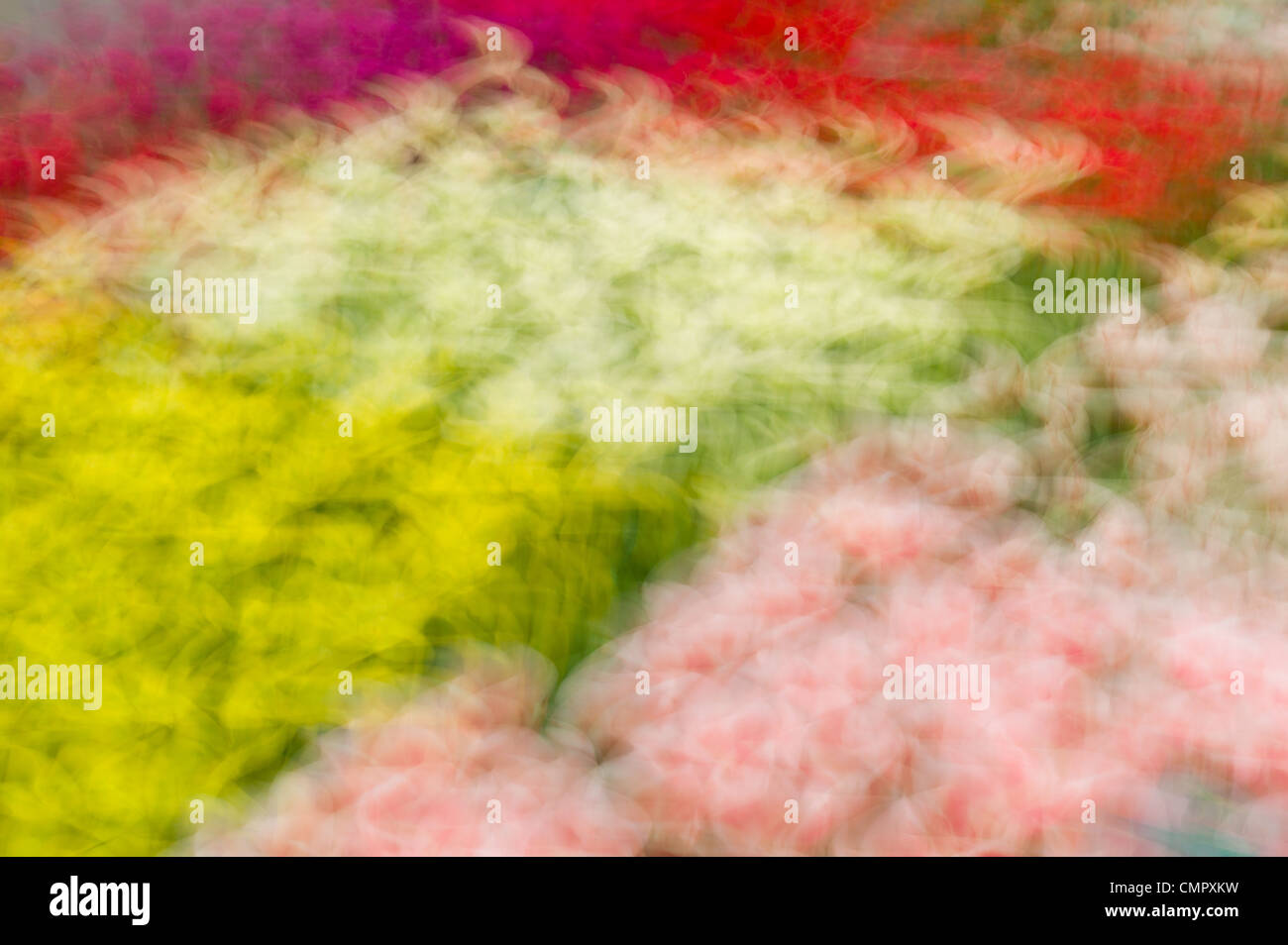 Abstract of flowers at the famous Dutch tourist attraction - Keukenhof