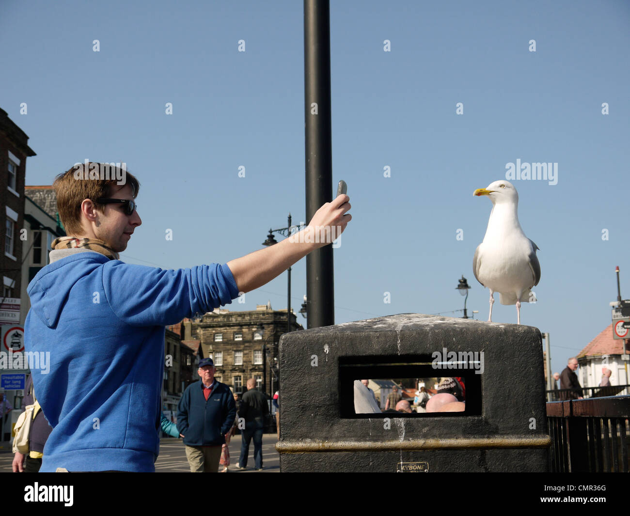 Young man taking a picture of a Herring Gull using a mobile telephone