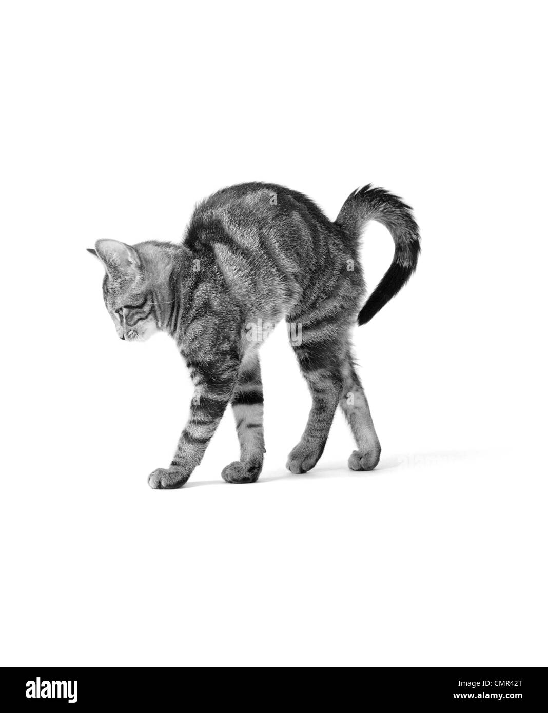 1960s SIDE VIEW OF KITTEN STRETCHING OUT WITH ARCHED BACK Stock Photo