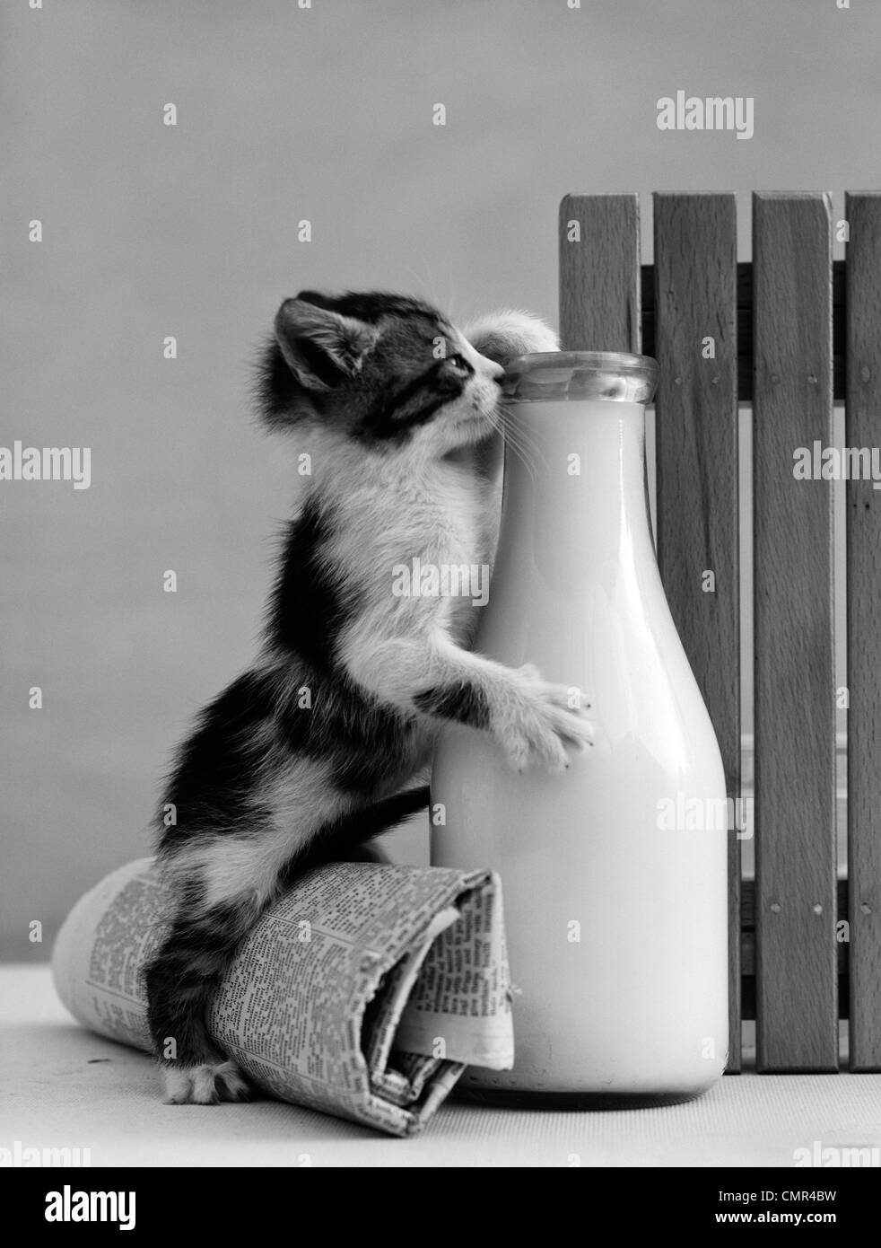 1960s KITTEN STRADDLED ON HIND LEGS OVER ROLLED NEWSPAPER REACHING UP INTO MILK BOTTLE AT FENCE TO REACH CREAM Stock Photo