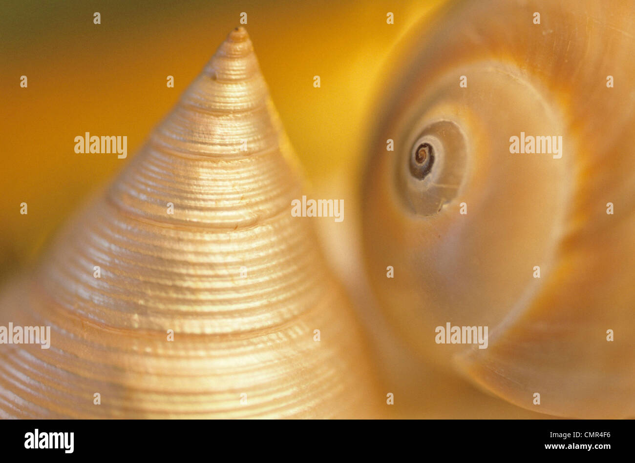sea shells Stock Photo