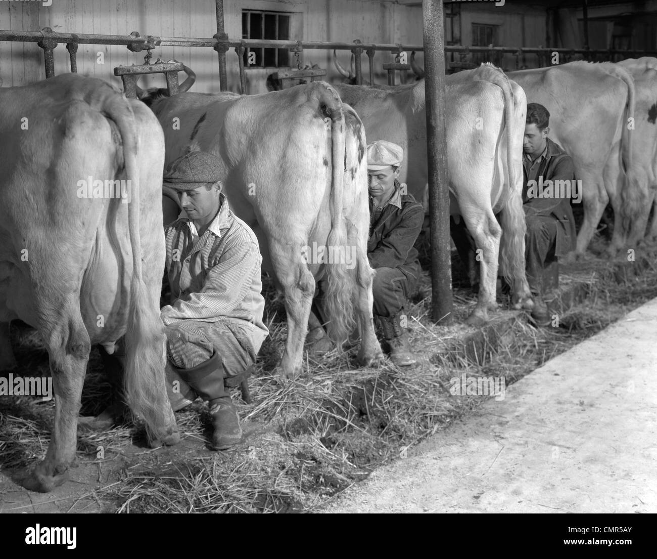 1930s 1940s THREE MEN HAND MILKING THREE MILK COWS IN DAIRY BARN FARMING Stock Photo