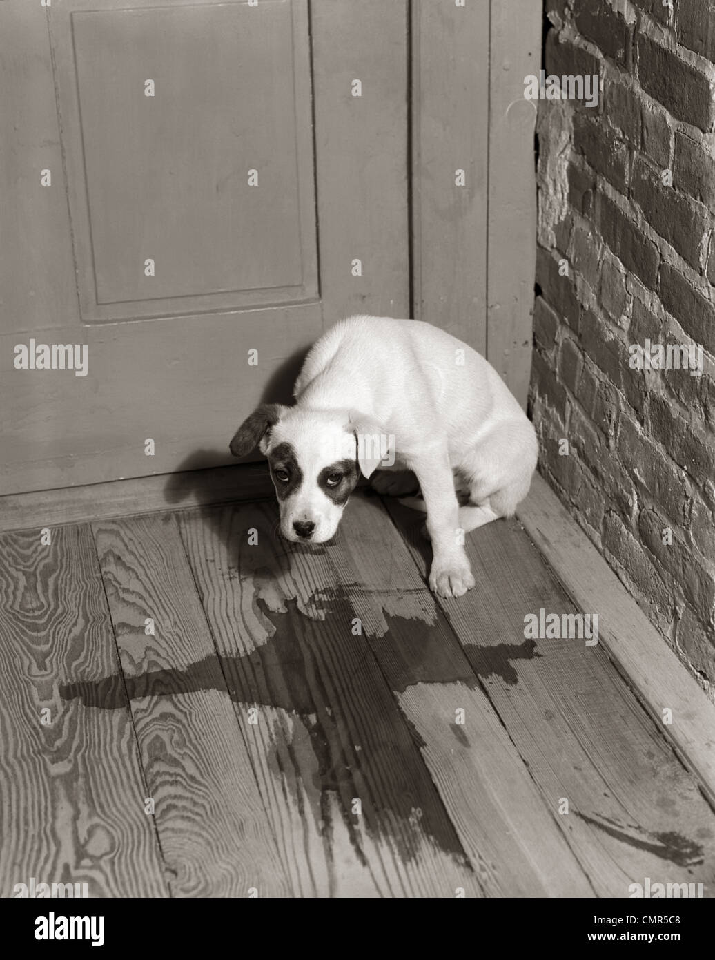 Why House Trained Dogs Have Accidents