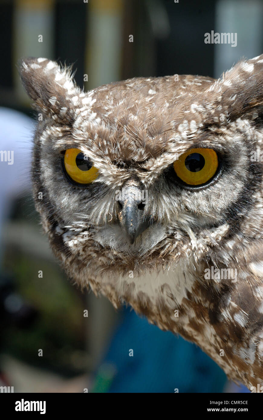 Spotted Eagle Owl Stock Photo - Alamy