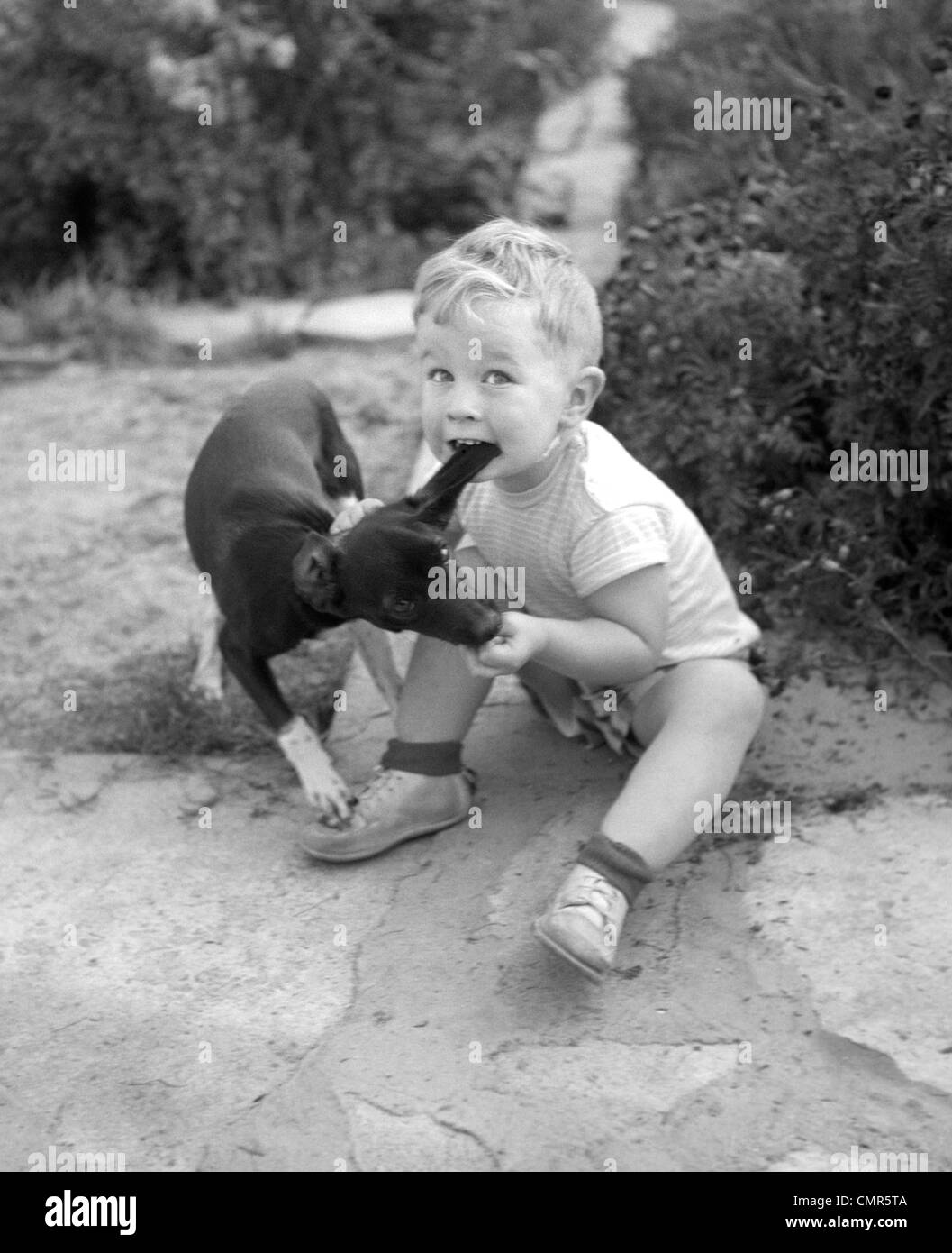 Dog biting ear Black and White Stock Photos & Images Alamy