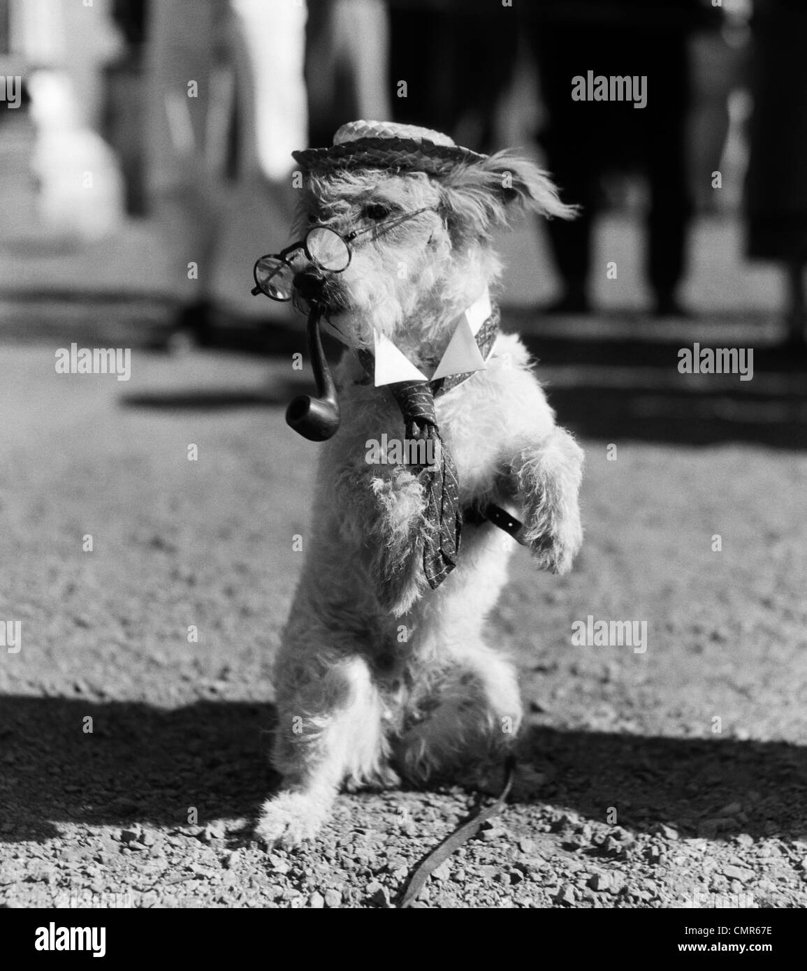 1940s WHITE TERRIER DOG ON HIND LEGS WEARING HAT GLASSES COLLAR & TIE WITH PIPE IN MOUTH Stock Photo