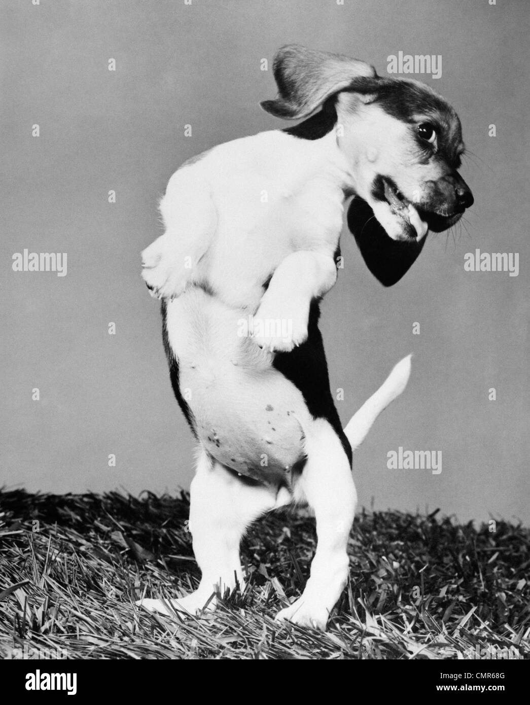 1950s BEAGLE PUP ON HIND LEGS WITH HEAD TWISTED TO SIDE & TONGUE HANGING OUT Stock Photo