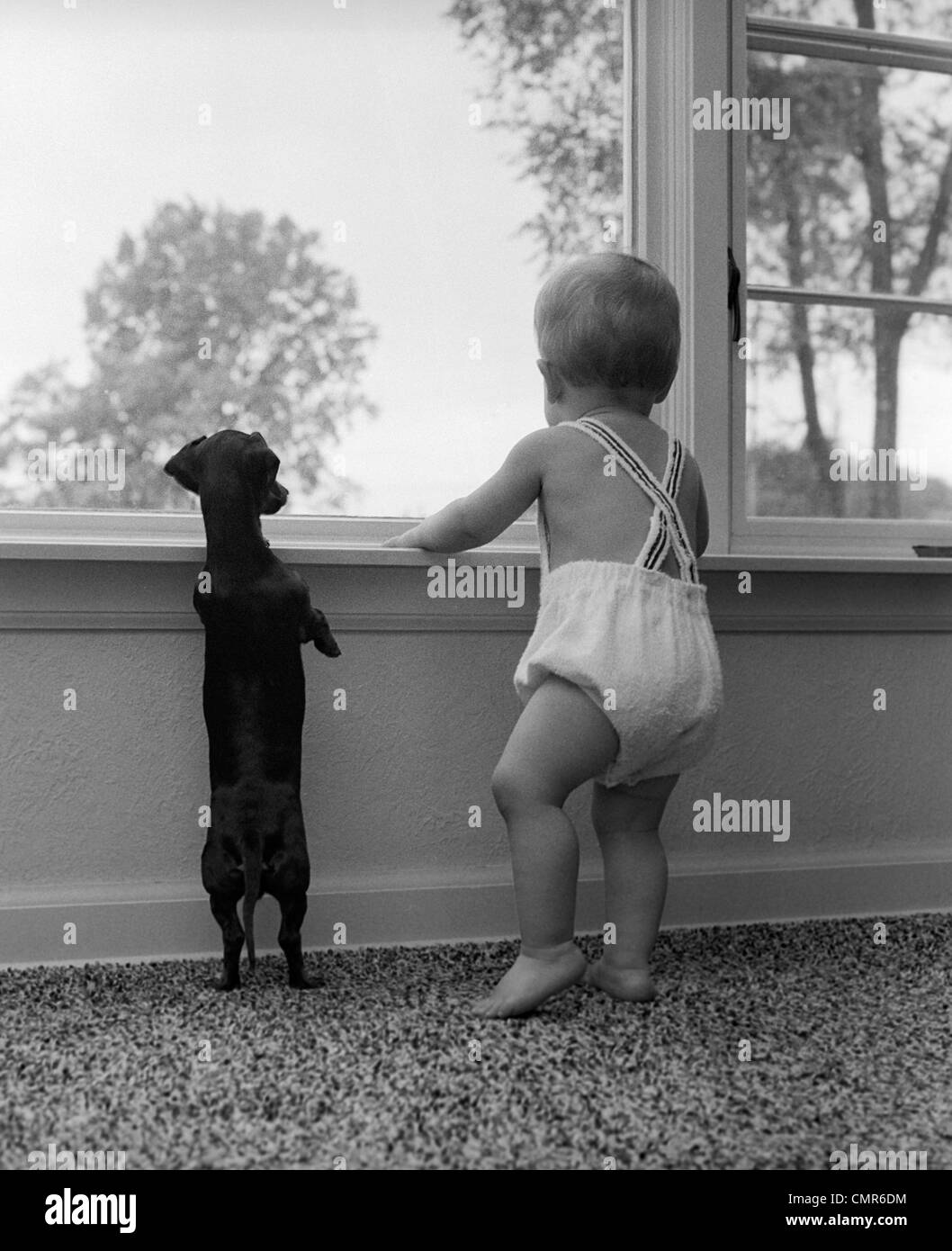 1950s 1960s BABY STANDING AT WINDOWSILL WITH DACHSHUND STANDING ON HIND LEGS BESIDE HIM Stock Photo
