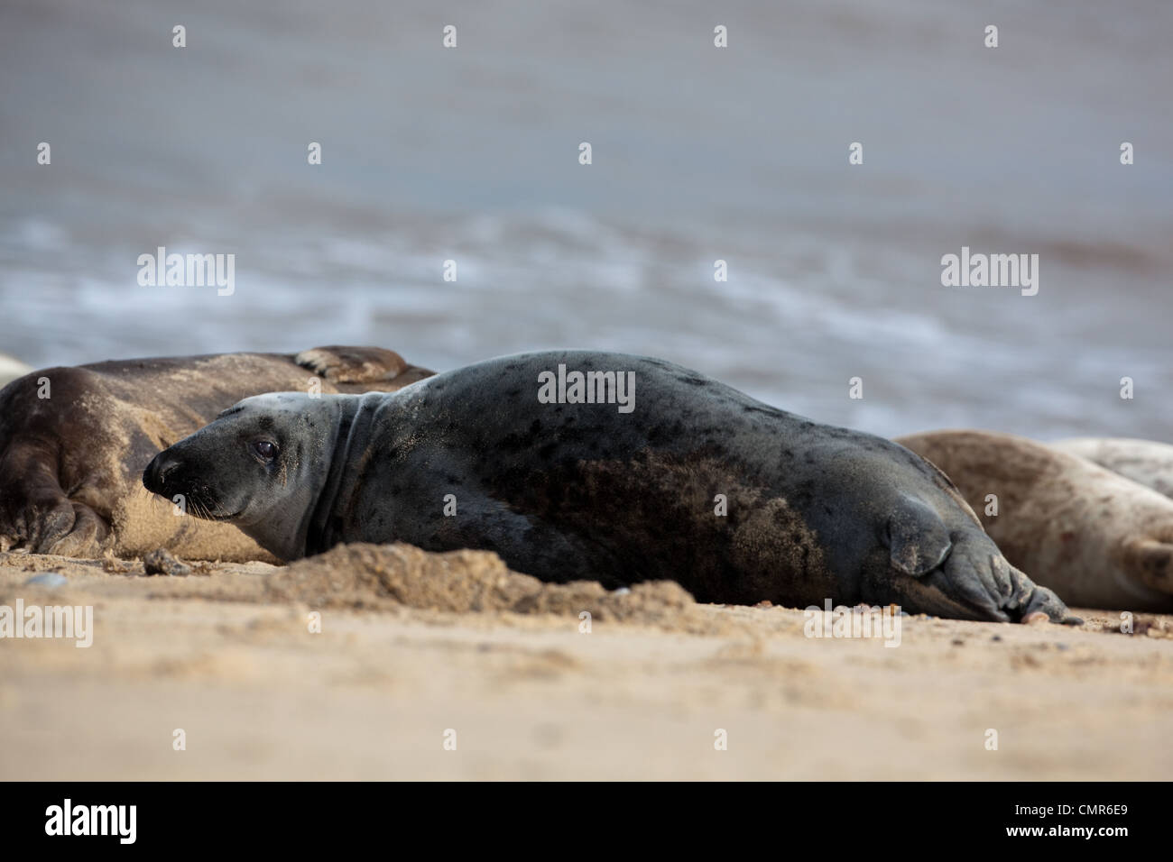 Atlantic or Grey Seals (Halichoerus grypus). Dark colored cow or female. Horsey beach, North Norfolk. February. Stock Photo