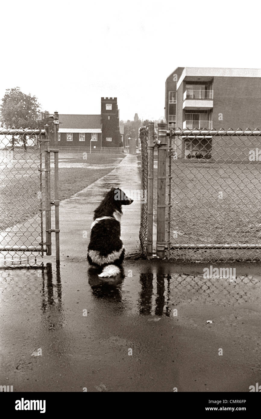 1970s BLACK WHITE SPOTTED DOG SITTING IN RAIN WAITING BY SCHOOL YARD GATE FOR HIS OWNER Stock Photo