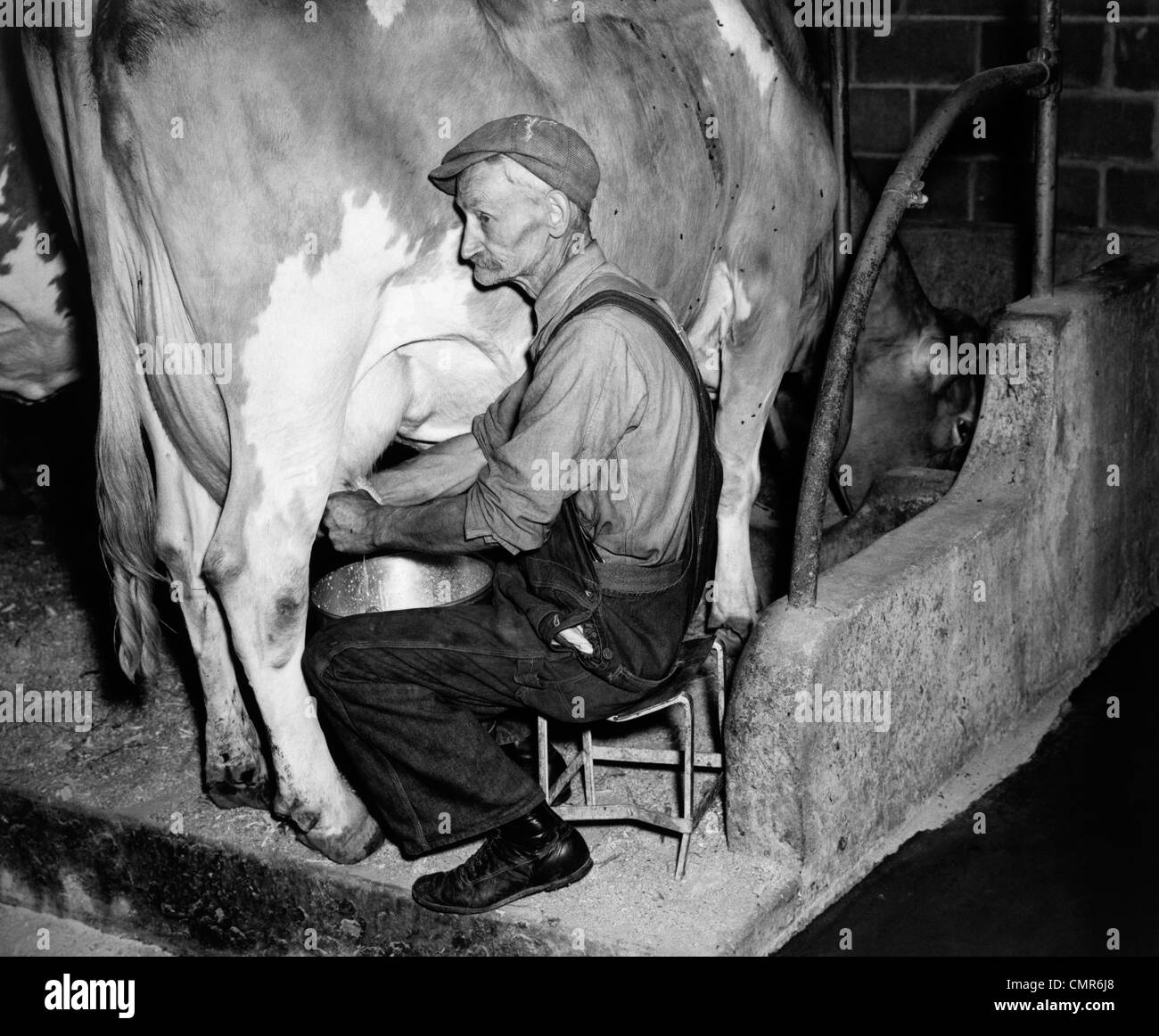 1930s 1940s ELDERLY FARMER IN OVERALLS MILKING GUERNSEY COW Stock Photo