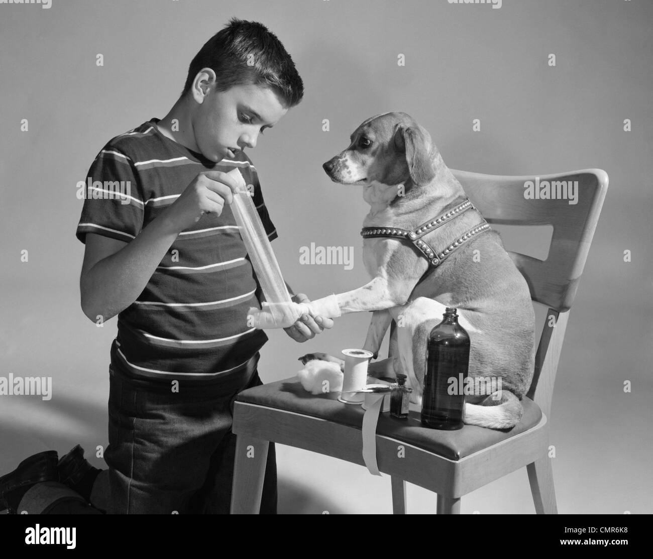 1950s DOG ON CHAIR WITH PAW BEING BANDAGED BY BOY Stock Photo