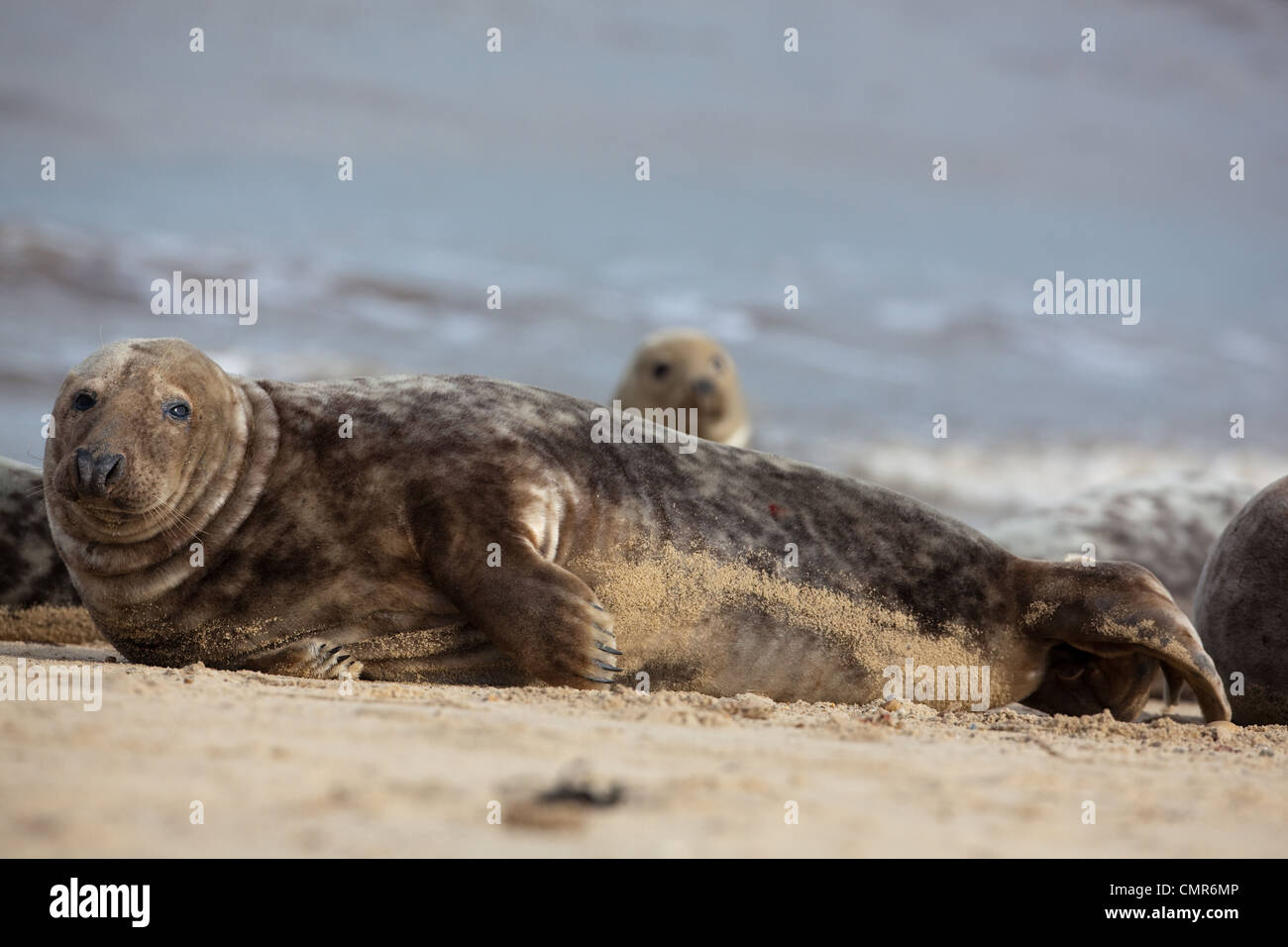 Atlantic or Grey Seals (Halichoerus grypus). Dark coloured cow or female. Horsey beach, North Norfolk. February. Stock Photo
