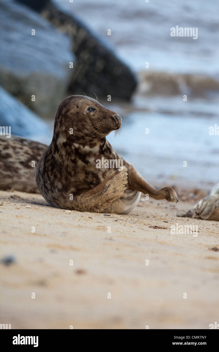 Atlantic or Grey Seal (Halichoerus grypus). With an itch, having a scratch. Horsey beach, North Norfolk. February. Stock Photo