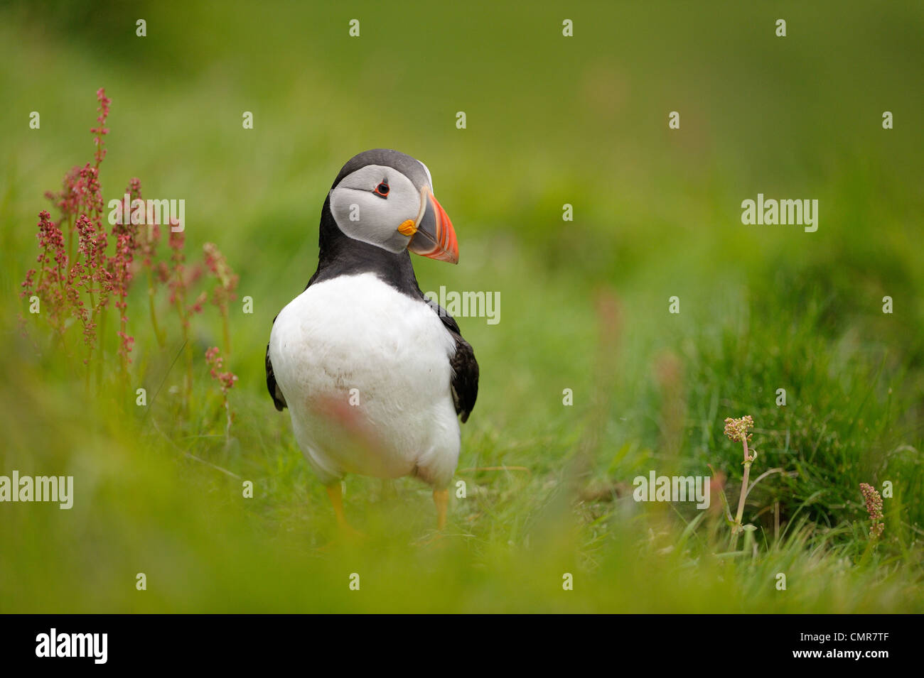 Puffin standing in grass. Stock Photo