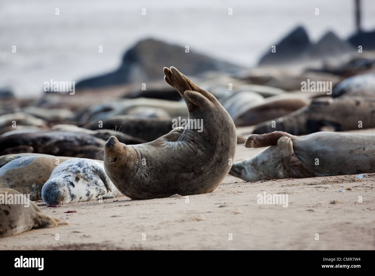 Seal tail hires stock photography and images Alamy