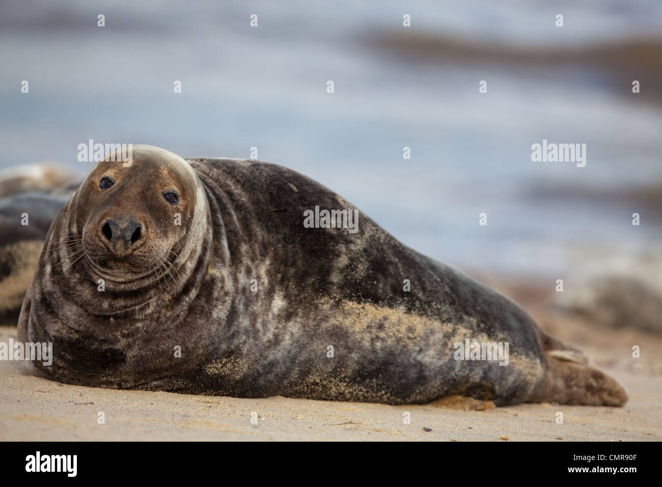 Atlantic or Grey Seal (Halichoerus grypus). Dark coloured bull, or male. Horsey beach, North Norfolk. February. Stock Photo