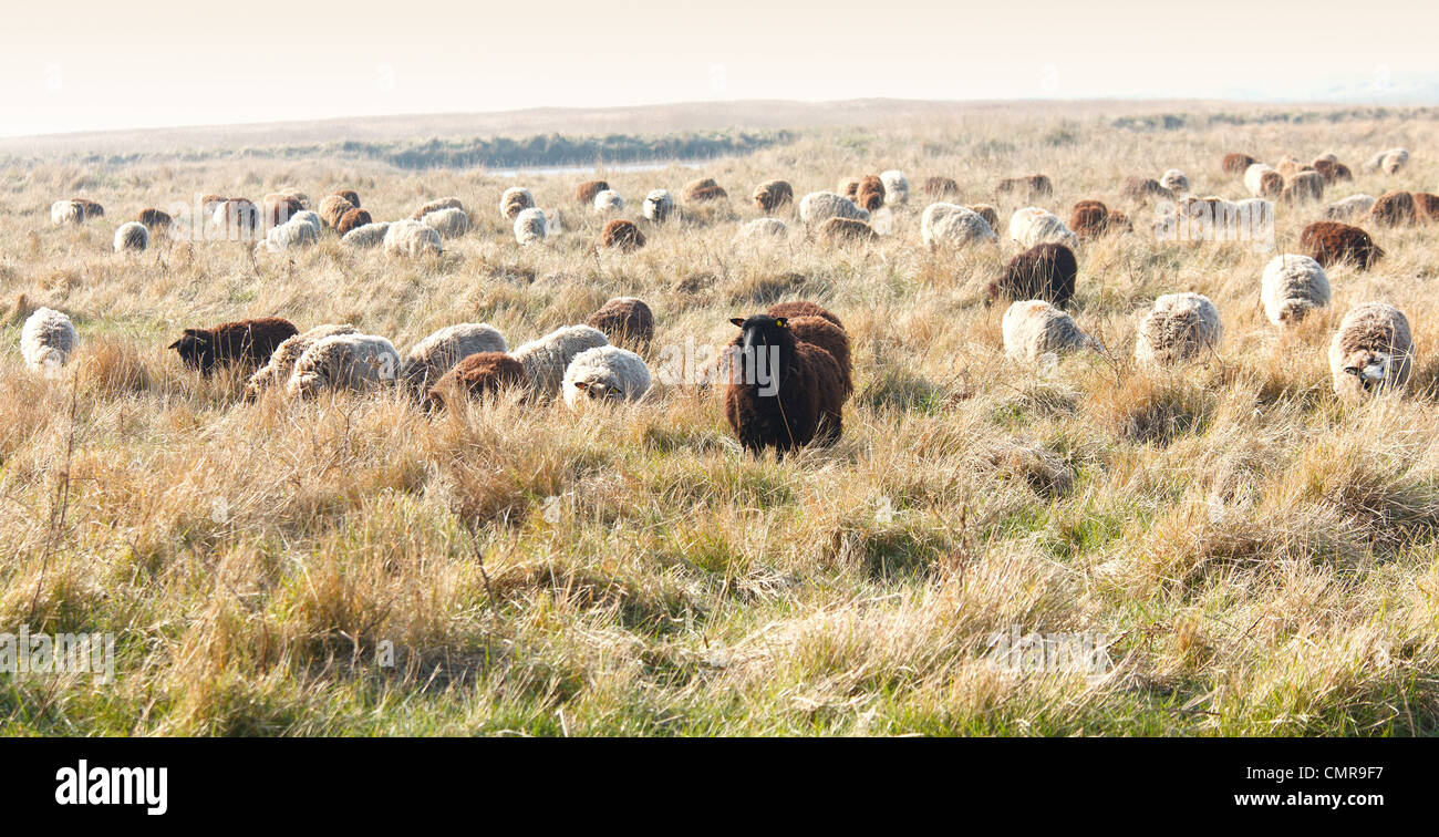Cley grazing marsh norfolk hi-res stock photography and images - Alamy