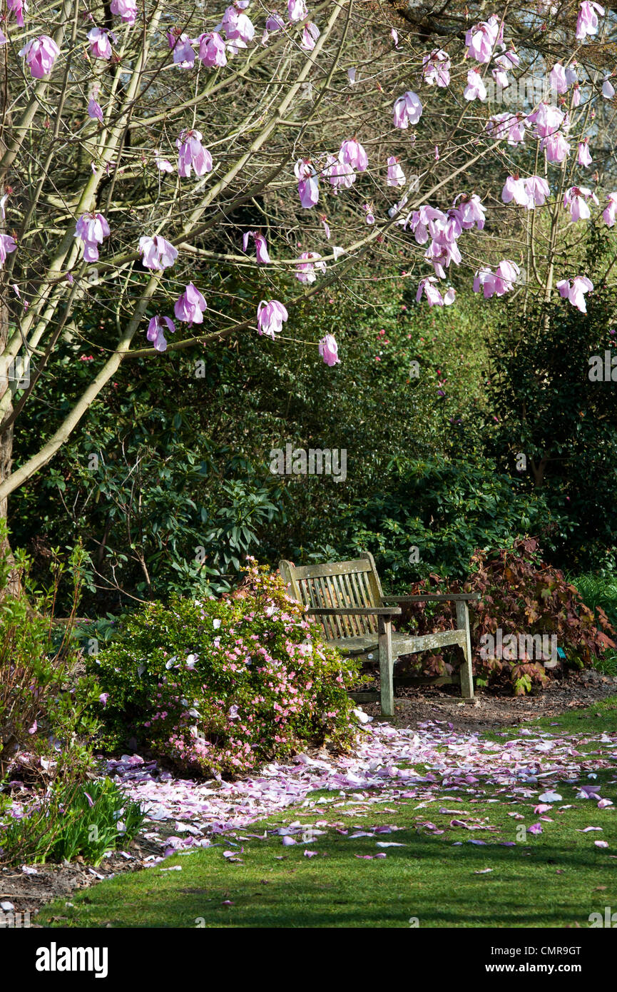 Garden bench in front of flowering Magnolia tree at RHS Wisley Gardens. England Stock Photo