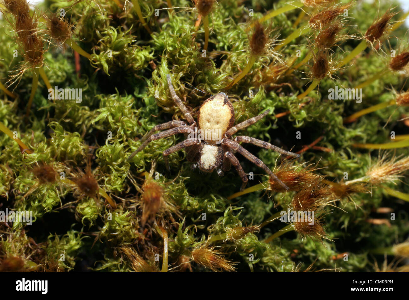 Running / Wandering crab spider (Philodromus aureolus : Thomisidae) on moss, UK. Stock Photo