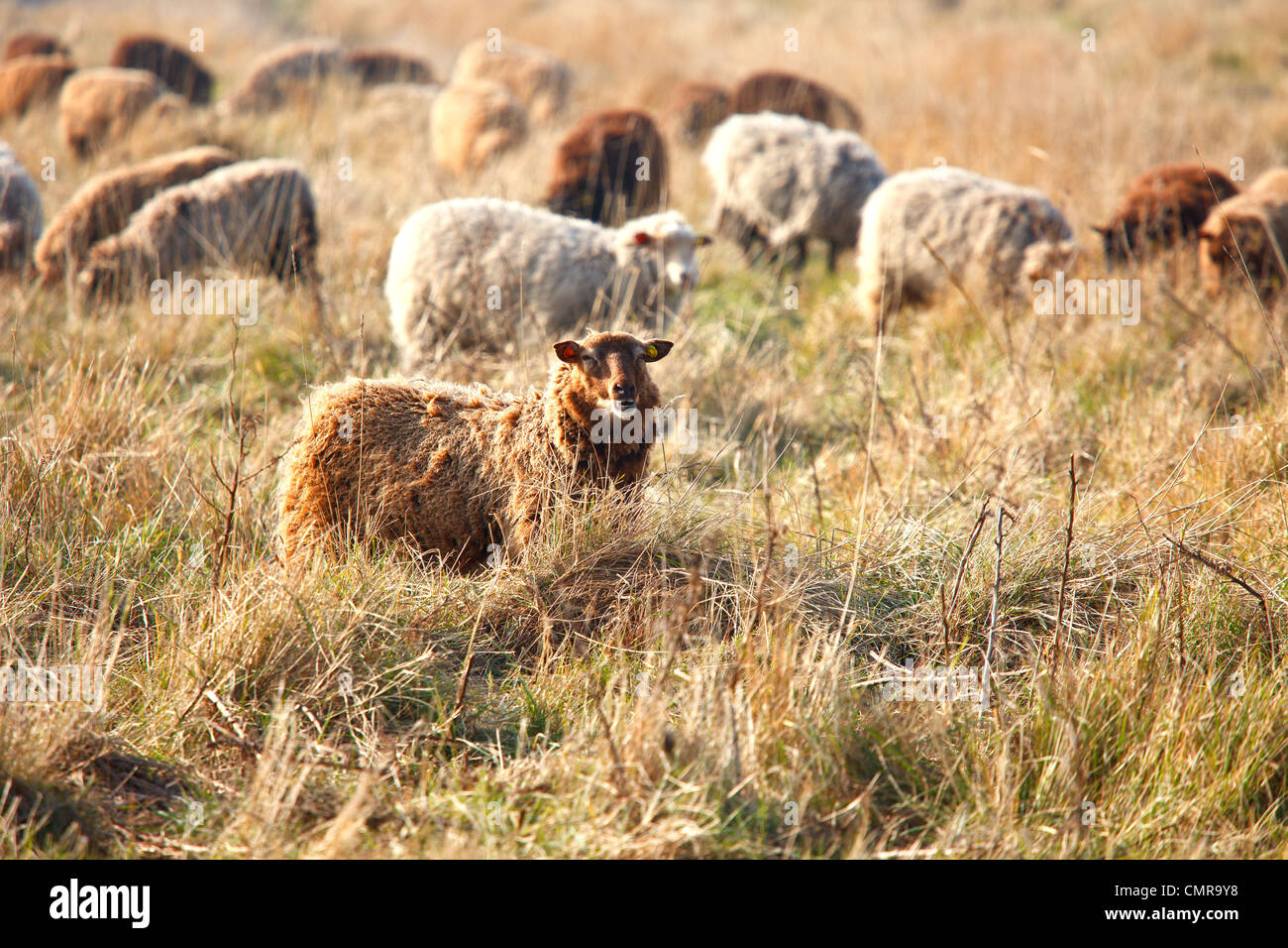 Cley grazing marsh norfolk hi-res stock photography and images - Alamy