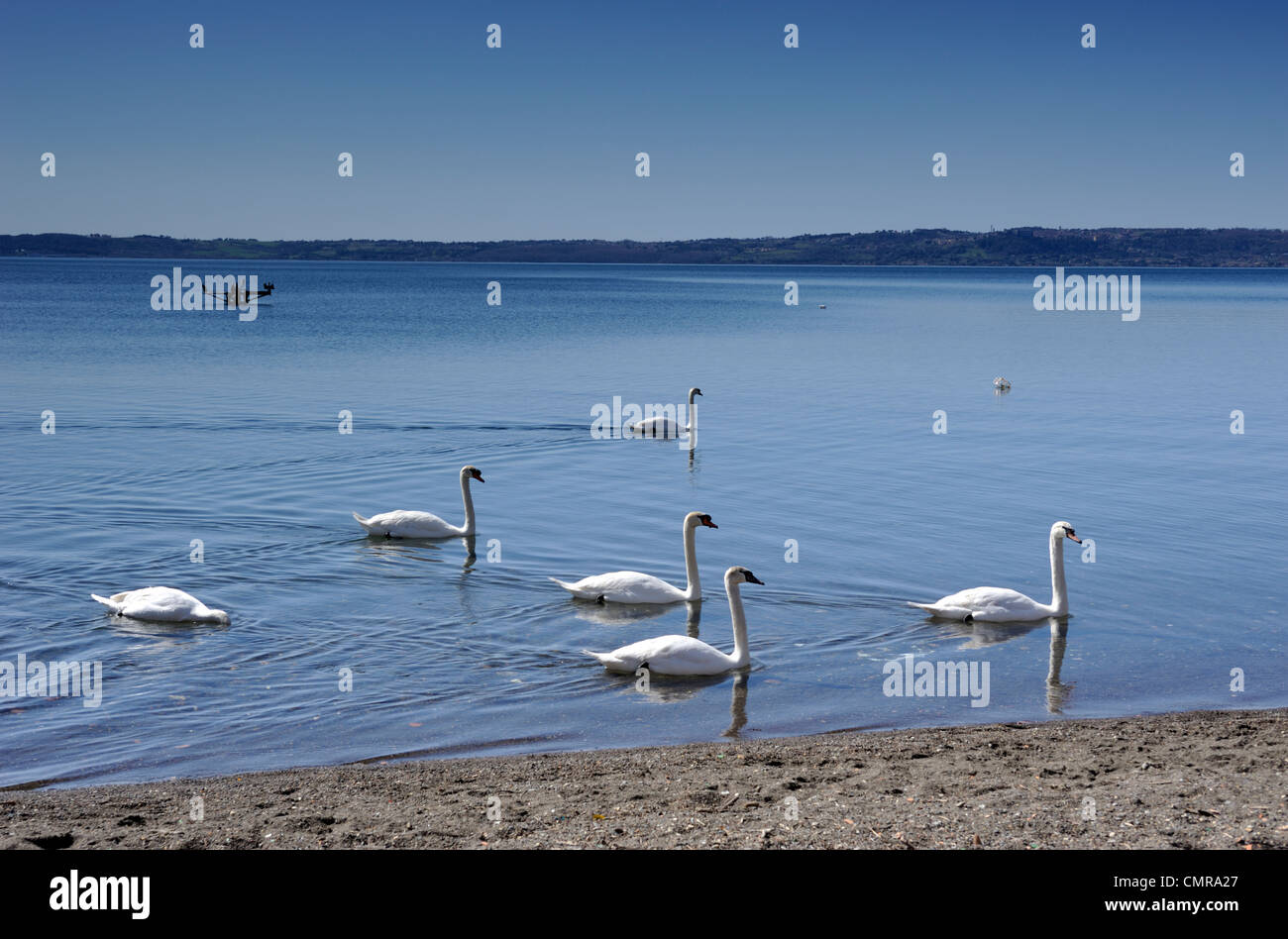 Italy, Lazio, Bracciano lake, Trevignano Romano, swans Stock Photo