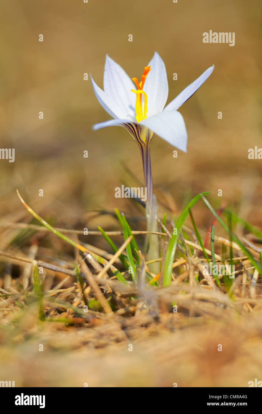 Close up of Crocus reticulatus in spring season. Stock Photo