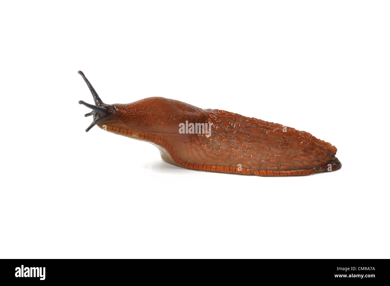 Spanish Slug Stock Photo