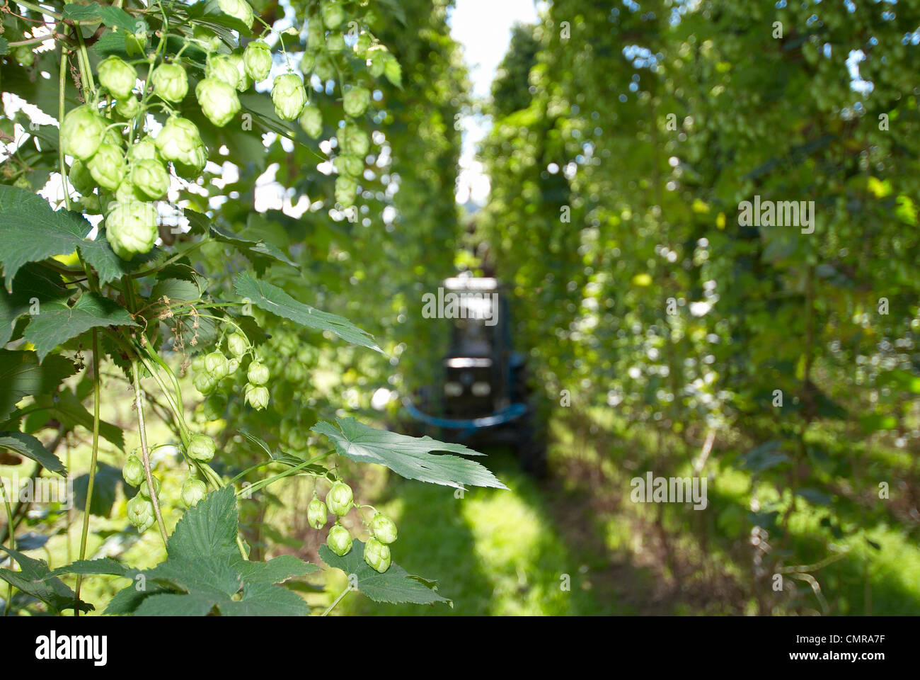Hops vines Stock Photo