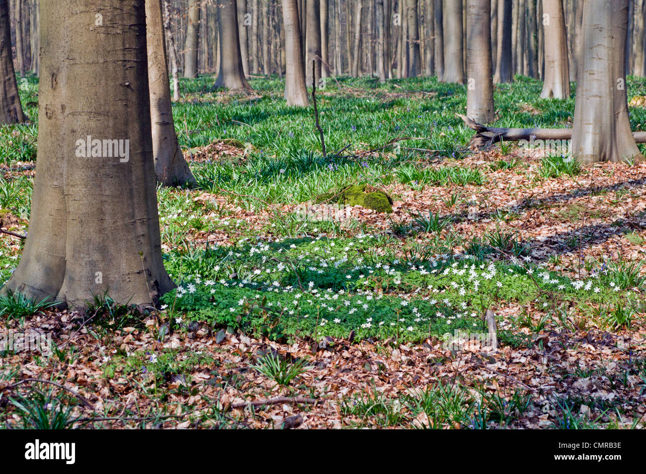 Haller forest in Belgium with white forest anemone blooming Stock Photo