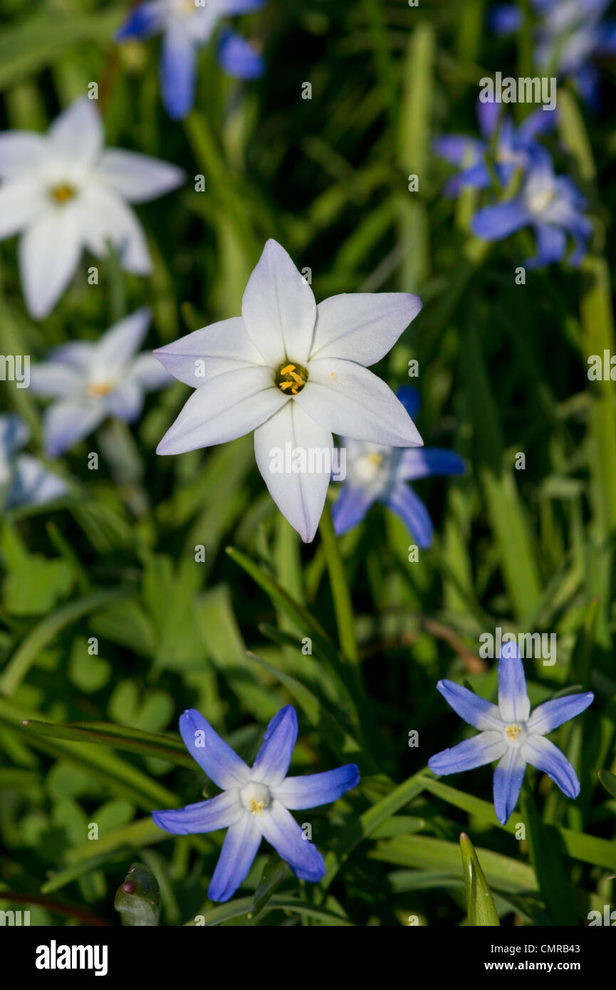 Ipheion uniflorum and Star Hyacinths Stock Photo