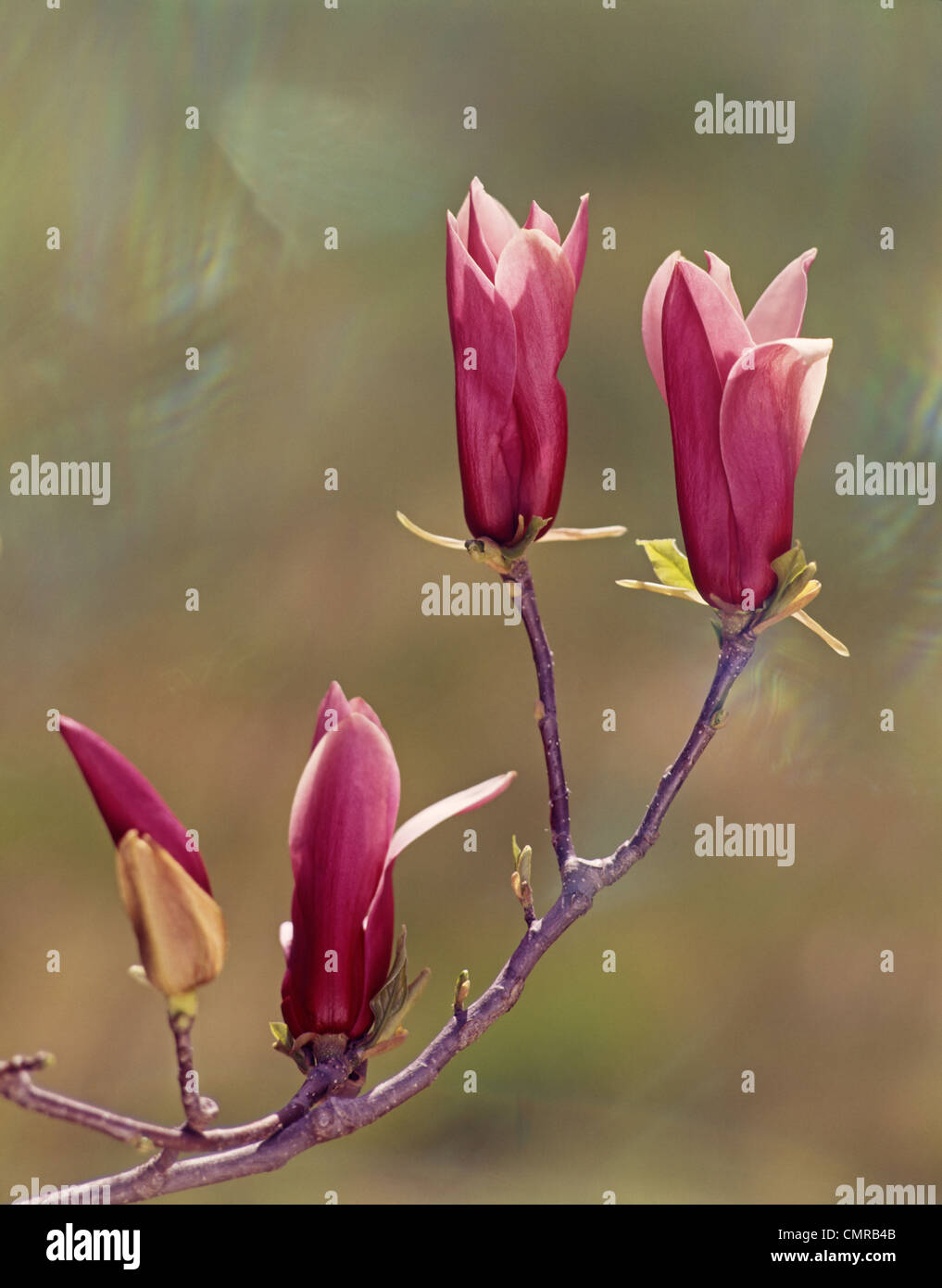 1990s FOUR PINK MAGNOLIA BLOSSOM BUDS ON TREE BRANCH Stock Photo - Alamy