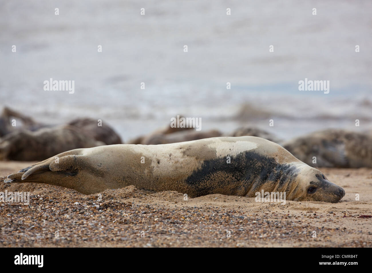 Atlantic or Grey Seal (Halichoerus grypus). Cow or female. Lying on flank. Stock Photo