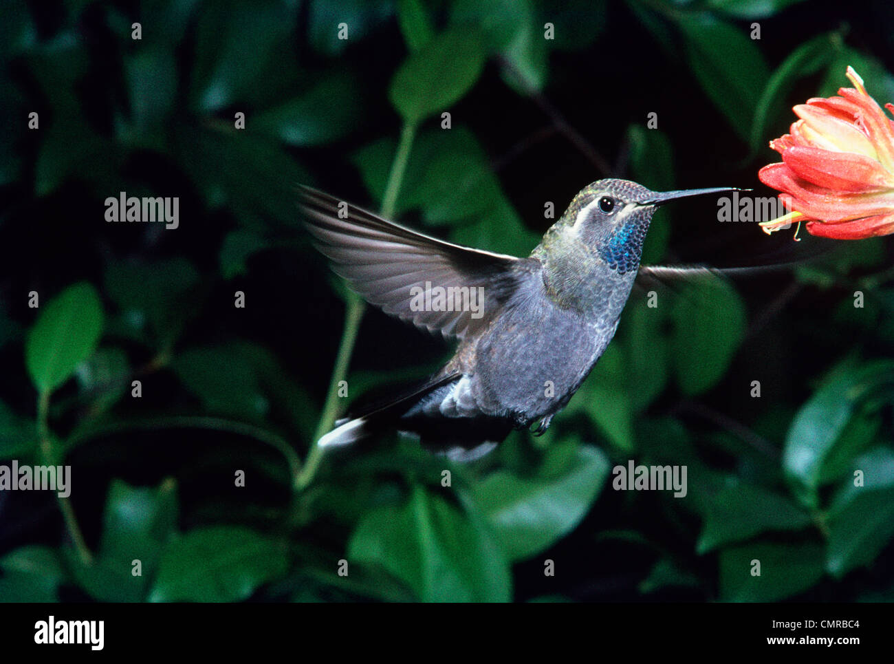 1980s BLUE THROATED HUMMINGBIRD Lampornis clemenciae HOVERING FEEDING
