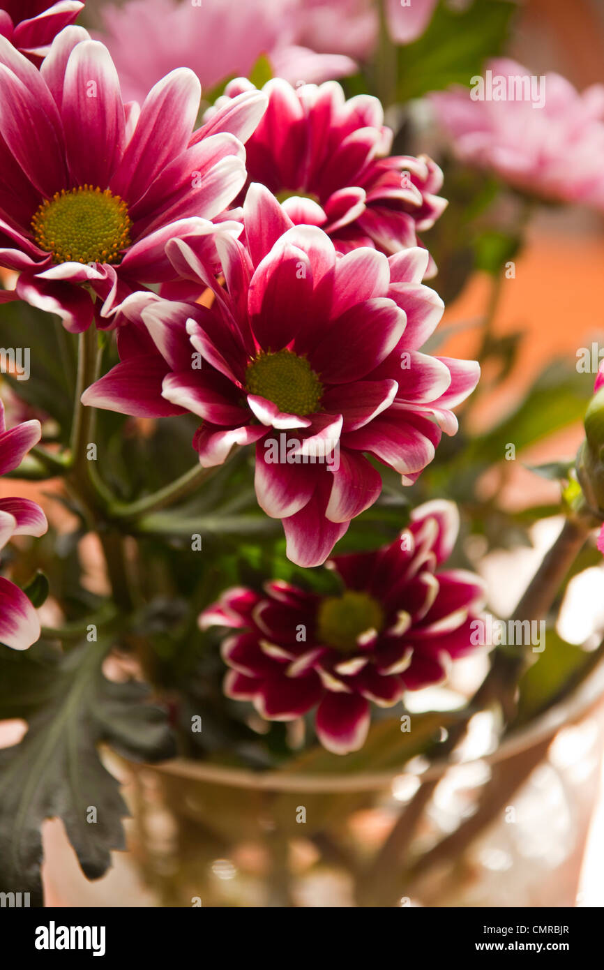 chrysanthemum cut flowers in crystal vase Stock Photo Alamy