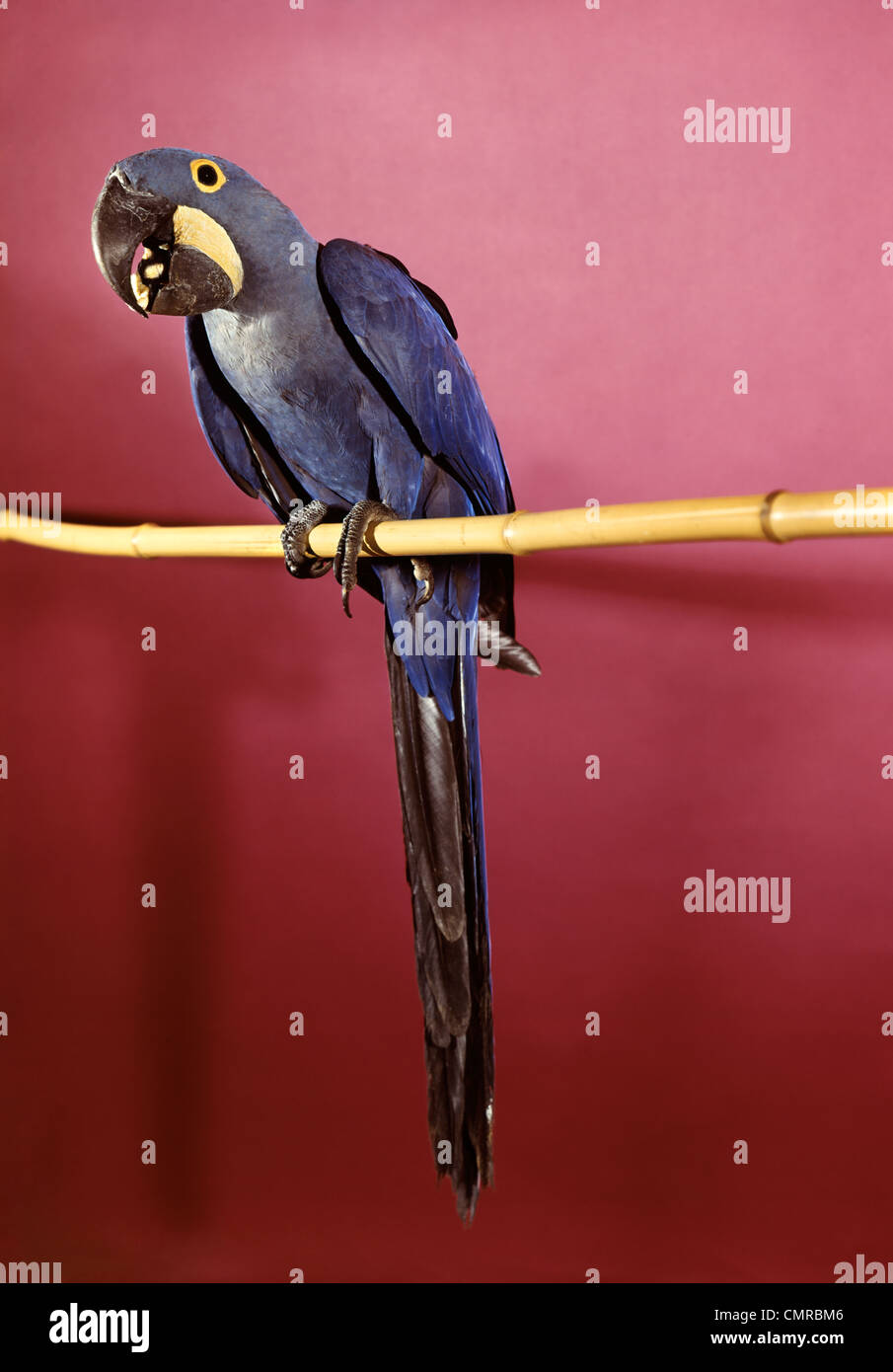 Vintage zoo animals hi-res stock photography and images - Alamy
