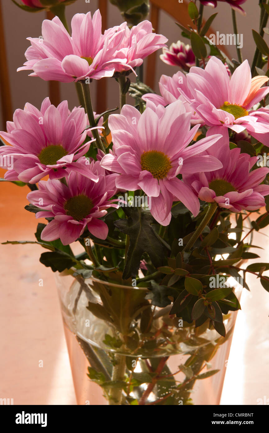 Chrysanthemum cut flowers in vase hires stock photography and images Alamy